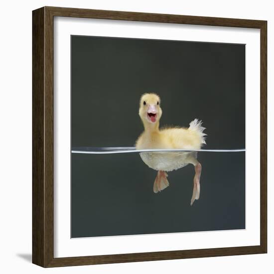 Duckling Swimming on Water Surface, UK-Jane Burton-Framed Premium Photographic Print