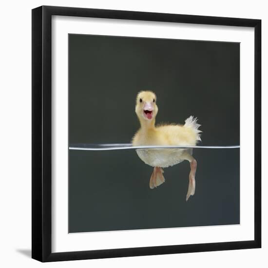 Duckling Swimming on Water Surface, UK-Jane Burton-Framed Premium Photographic Print