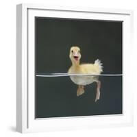 Duckling Swimming on Water Surface, UK-Jane Burton-Framed Premium Photographic Print