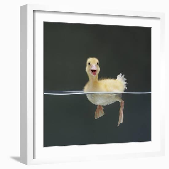 Duckling Swimming on Water Surface, UK-Jane Burton-Framed Premium Photographic Print