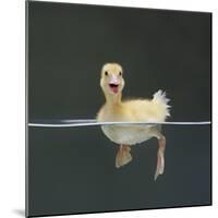 Duckling Swimming on Water Surface, UK-Jane Burton-Mounted Premium Photographic Print