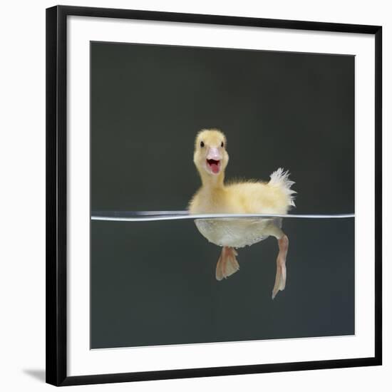 Duckling Swimming on Water Surface, UK-Jane Burton-Framed Premium Photographic Print
