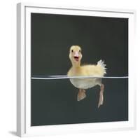 Duckling Swimming on Water Surface, UK-Jane Burton-Framed Premium Photographic Print