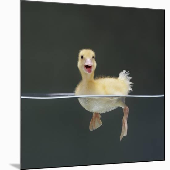 Duckling Swimming on Water Surface, UK-Jane Burton-Mounted Premium Photographic Print
