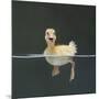 Duckling Swimming on Water Surface, UK-Jane Burton-Mounted Premium Photographic Print