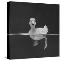 Duckling Swimming on Water Surface, UK-Jane Burton-Stretched Canvas