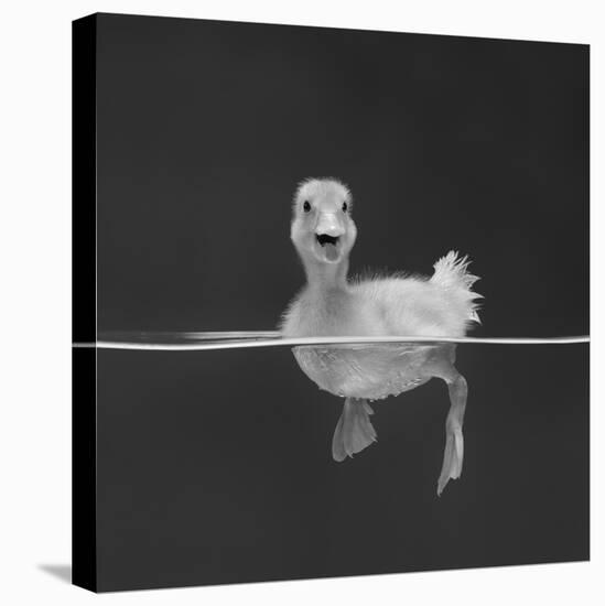 Duckling Swimming on Water Surface, UK-Jane Burton-Stretched Canvas