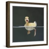 Duckling Swimming on Water Surface, UK-Jane Burton-Framed Photographic Print