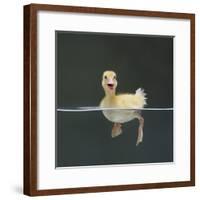 Duckling Swimming on Water Surface, UK-Jane Burton-Framed Photographic Print