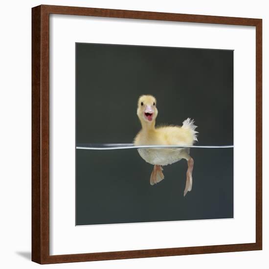 Duckling Swimming on Water Surface, UK-Jane Burton-Framed Photographic Print