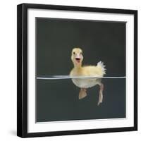 Duckling Swimming on Water Surface, UK-Jane Burton-Framed Photographic Print