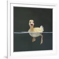 Duckling Swimming on Water Surface, UK-Jane Burton-Framed Photographic Print