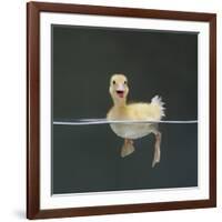 Duckling Swimming on Water Surface, UK-Jane Burton-Framed Photographic Print