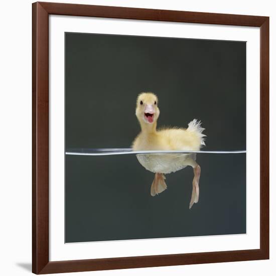 Duckling Swimming on Water Surface, UK-Jane Burton-Framed Photographic Print