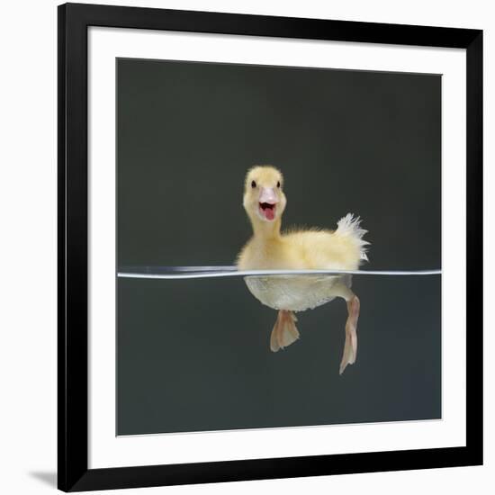 Duckling Swimming on Water Surface, UK-Jane Burton-Framed Photographic Print