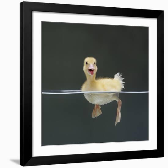 Duckling Swimming on Water Surface, UK-Jane Burton-Framed Photographic Print