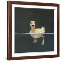 Duckling Swimming on Water Surface, UK-Jane Burton-Framed Photographic Print