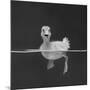 Duckling Swimming on Water Surface, UK-Jane Burton-Mounted Photographic Print