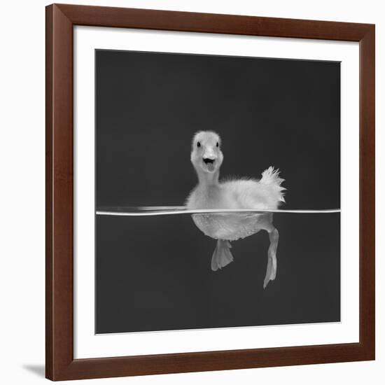 Duckling Swimming on Water Surface, UK-Jane Burton-Framed Photographic Print