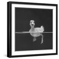 Duckling Swimming on Water Surface, UK-Jane Burton-Framed Photographic Print