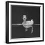 Duckling Swimming on Water Surface, UK-Jane Burton-Framed Photographic Print