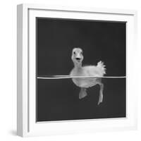 Duckling Swimming on Water Surface, UK-Jane Burton-Framed Photographic Print