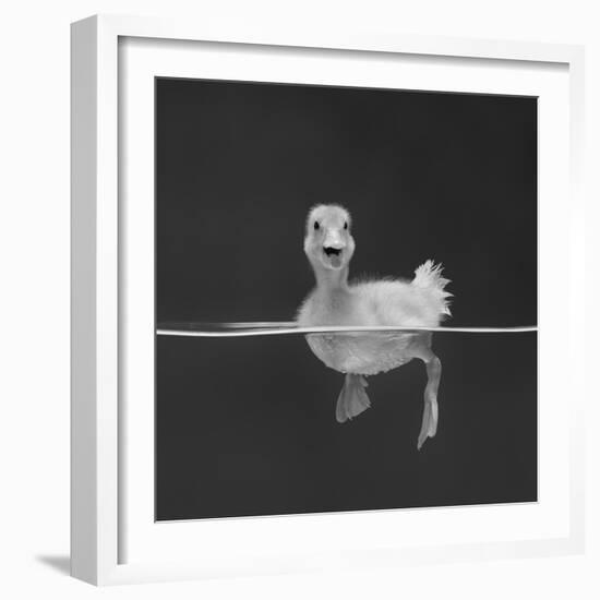 Duckling Swimming on Water Surface, UK-Jane Burton-Framed Photographic Print