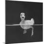 Duckling Swimming on Water Surface, UK-Jane Burton-Mounted Photographic Print