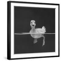 Duckling Swimming on Water Surface, UK-Jane Burton-Framed Giclee Print