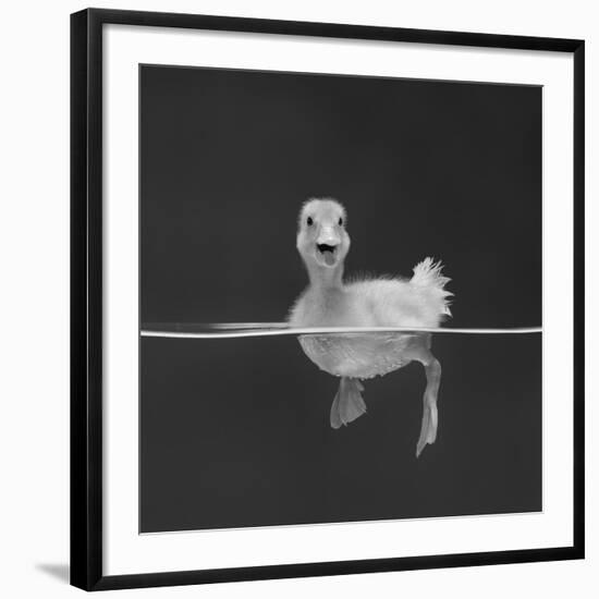 Duckling Swimming on Water Surface, UK-Jane Burton-Framed Giclee Print