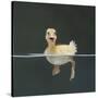 Duckling Swimming on Water Surface, UK-Jane Burton-Stretched Canvas