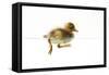 Duckling Swimming-null-Framed Stretched Canvas