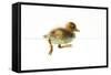 Duckling Swimming-null-Framed Stretched Canvas