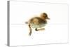 Duckling Swimming-null-Stretched Canvas