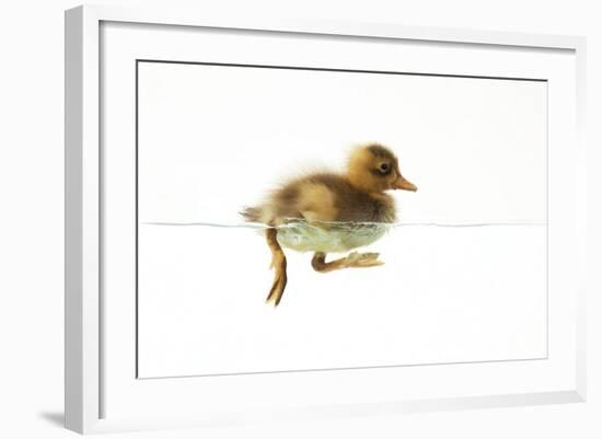 Duckling Swimming-null-Framed Photographic Print