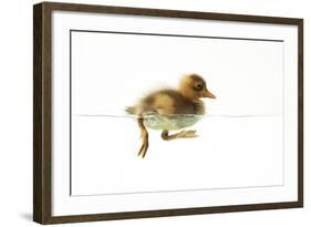 Duckling Swimming-null-Framed Photographic Print