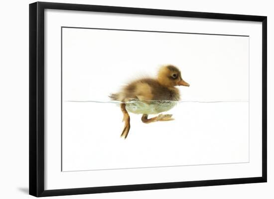 Duckling Swimming-null-Framed Photographic Print