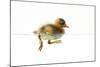 Duckling Swimming-null-Mounted Photographic Print