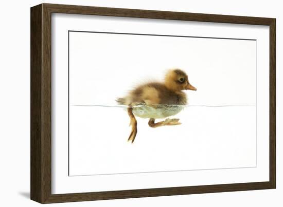 Duckling Swimming-null-Framed Photographic Print