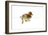 Duckling Swimming-null-Framed Photographic Print