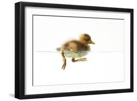 Duckling Swimming-null-Framed Photographic Print