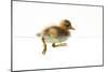 Duckling Swimming-null-Mounted Photographic Print