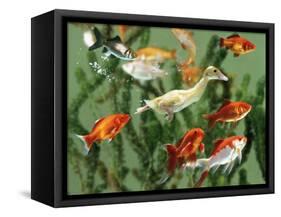 Duckling Swims Underwater Among Goldfish-Jane Burton-Framed Stretched Canvas