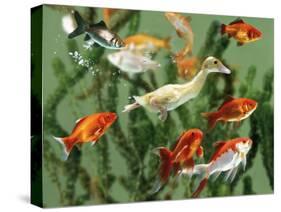 Duckling Swims Underwater Among Goldfish-Jane Burton-Stretched Canvas