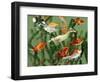 Duckling Swims Underwater Among Goldfish-Jane Burton-Framed Premium Photographic Print