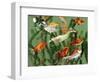 Duckling Swims Underwater Among Goldfish-Jane Burton-Framed Premium Photographic Print