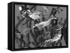 Duckling Swims Underwater Among Goldfish-Jane Burton-Framed Stretched Canvas