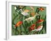 Duckling Swims Underwater Among Goldfish-Jane Burton-Framed Photographic Print