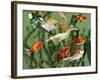 Duckling Swims Underwater Among Goldfish-Jane Burton-Framed Photographic Print