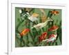 Duckling Swims Underwater Among Goldfish-Jane Burton-Framed Photographic Print